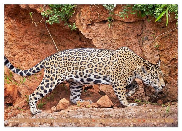 Produktbild: Raubkatzen: Geschmeidige J&auml;ger (hochwertiger Premium Wandkalender 2026 DIN A2 quer), Kunstdruck in Hochglanz