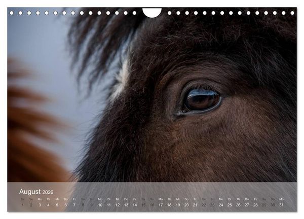 Produktbild: Islandpferde - Stolz und Stark durch Sommer und Winter (Wandkalender 2026 DIN A4 quer), CALVENDO Monatskalender