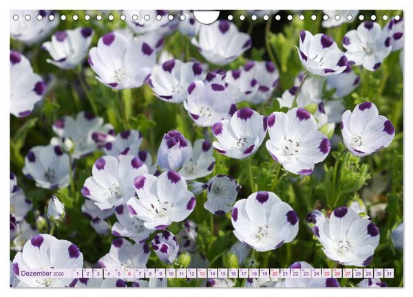 Produktbild: Wundersch&ouml;ne Wildblumen (Wandkalender 2026 DIN A4 quer), CALVENDO Monatskalender