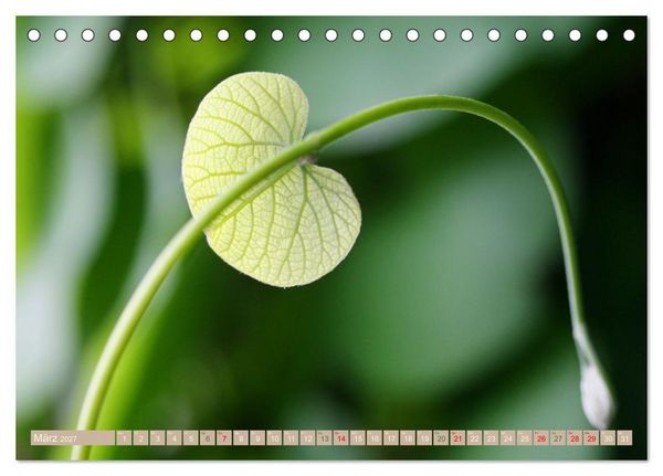 Produktbild: Faszinierende Pflanzenwelt (Tischkalender 2027 DIN A5 quer), CALVENDO Monatskalender