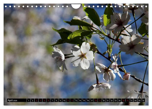 Produktbild: Japan - Details (Wandkalender 2026 DIN A4 quer), CALVENDO Monatskalender