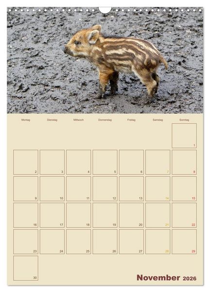 Produktbild: Wildschweine (Wandkalender 2026 DIN A3 hoch), CALVENDO Monatskalender