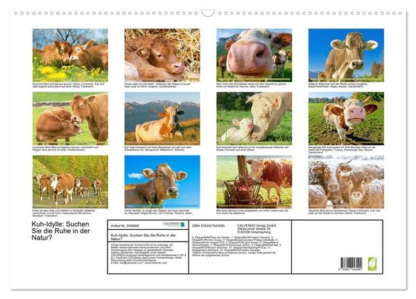 Produktbild: Kuh-Idylle: Suchen Sie die Ruhe in der Natur? (Wandkalender 2026 DIN A2 quer), CALVENDO Monatskalender