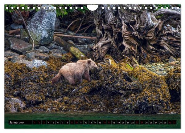 Produktbild: Grizzlys und Geisterb&auml;ren - Glendale Cove, Kanada (Wandkalender 2027 DIN A4 quer), CALVENDO Monatskalender