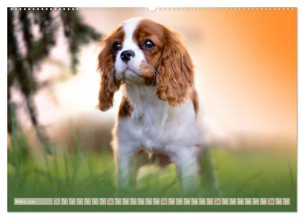 Produktbild: Der Welpenkalender - Cavalier King Charles Spaniel (hochwertiger Premium Wandkalender 2026 DIN A2 quer), Kunstdruck in Hochglanz