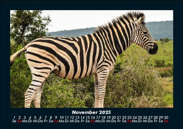 Produktbild: Zebrazauber 2025 Fotokalender DIN A5