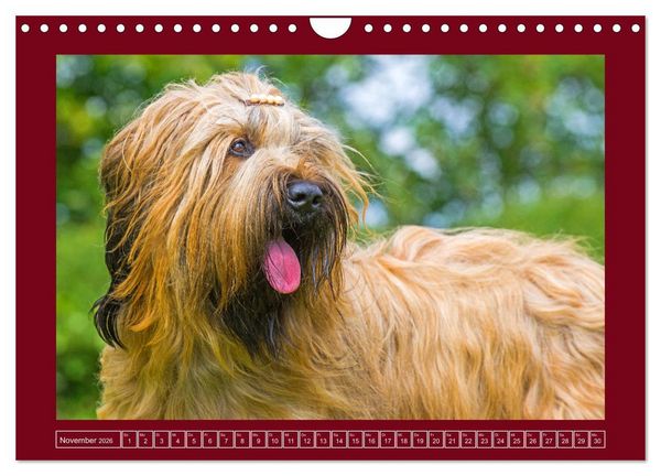 Produktbild: Herz auf vier Pfoten - Briard (Wandkalender 2026 DIN A4 quer), CALVENDO Monatskalender