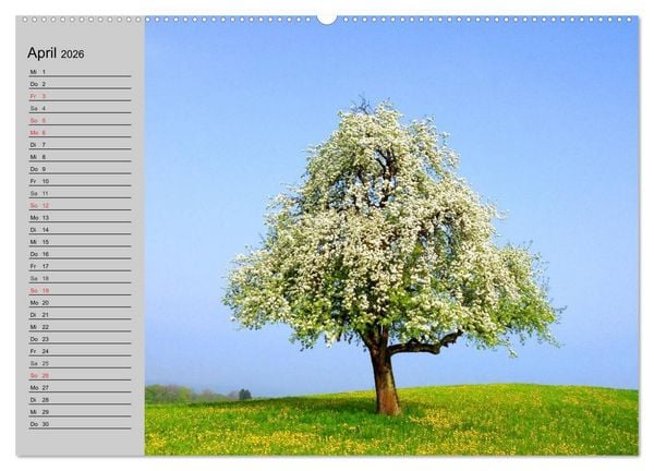Produktbild: Magische B&auml;ume (hochwertiger Premium Wandkalender 2026 DIN A2 quer), Kunstdruck in Hochglanz