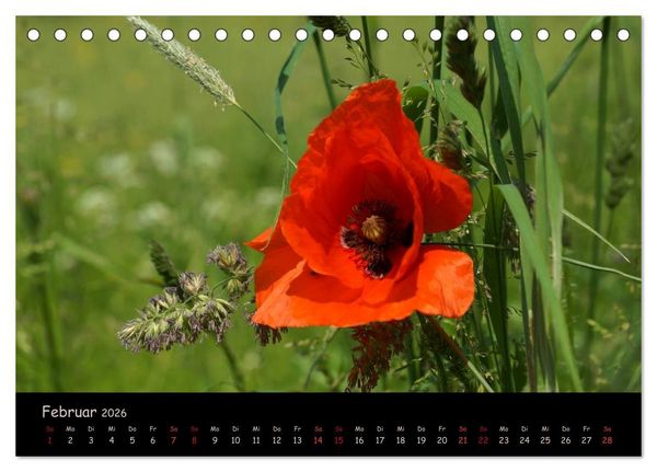 Produktbild: Just Mohn (Tischkalender 2026 DIN A5 quer), CALVENDO Monatskalender