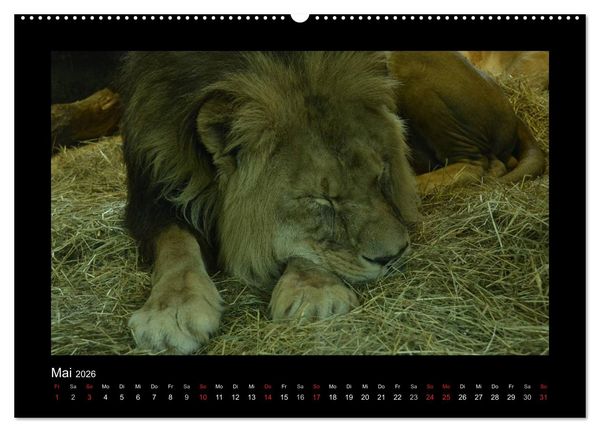 Produktbild: Bitte nicht st&ouml;ren... hier tr&auml;umen Tiere (Wandkalender 2026 DIN A2 quer), CALVENDO Monatskalender