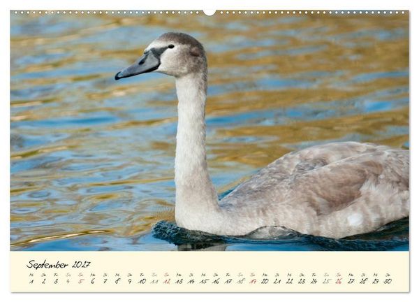 Produktbild: Vom K&uuml;ken zum stolzen Schwan (Wandkalender 2027 DIN A2 quer), CALVENDO Monatskalender
