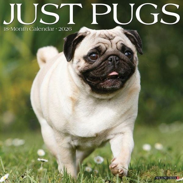 Produktbild: Pugs 2026 Wall Calendar