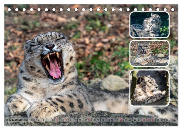 Produktbild: Raubkatzen - gro&szlig; & klein (Tischkalender 2026 DIN A5 quer), CALVENDO Monatskalender