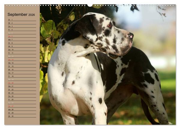 Produktbild: Deutsche Doggen - Sanfte Riesen (hochwertiger Premium Wandkalender 2026 DIN A2 quer), Kunstdruck in Hochglanz