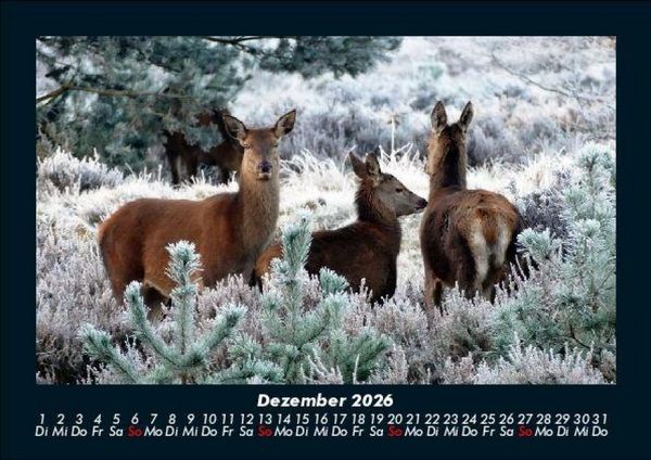 Produktbild: Tierkalender 2026 Fotokalender DIN A5