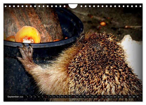 Produktbild: Meine Igel (Wandkalender 2026 DIN A4 quer), CALVENDO Monatskalender