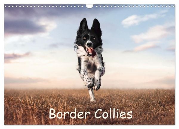 Produktbild: Border Collie Kalender &ndash; Ausdrucksstarke Close-up-Portraits durch die Jahreszeiten (Wandkalender 2027 DIN A3 quer), CALVENDO Monatskalender