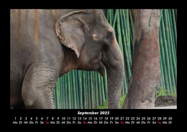 Produktbild: Elefanten - Die sanften Riesen Afrikas 2025 Fotokalender DIN A3