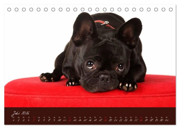 Produktbild: Franz&ouml;sische Bulldoggen (Tischkalender 2026 DIN A5 quer), CALVENDO Monatskalender