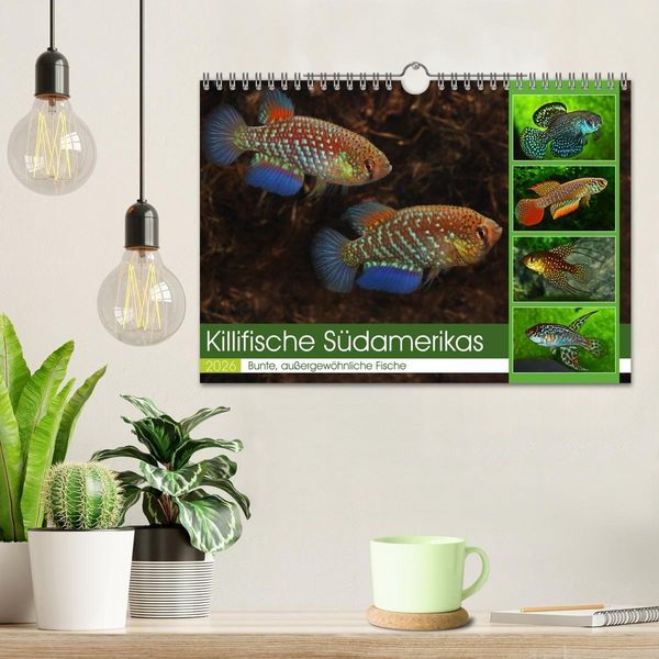 Produktbild: Killifische S&uuml;damerikas (Wandkalender 2026 DIN A4 quer), CALVENDO Monatskalender