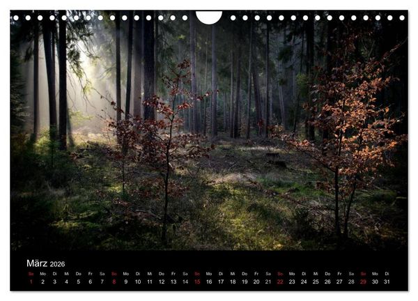 Produktbild: Waldkalender (Wandkalender 2026 DIN A4 quer), CALVENDO Monatskalender