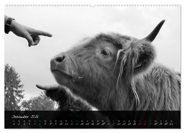 Produktbild: Highland Cattle vom Nordlicht - Faszination Hochland Rind (Wandkalender 2026 DIN A2 quer), CALVENDO Monatskalender