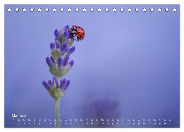 Produktbild: Eine Safari im Garten (Tischkalender 2026 DIN A5 quer), CALVENDO Monatskalender