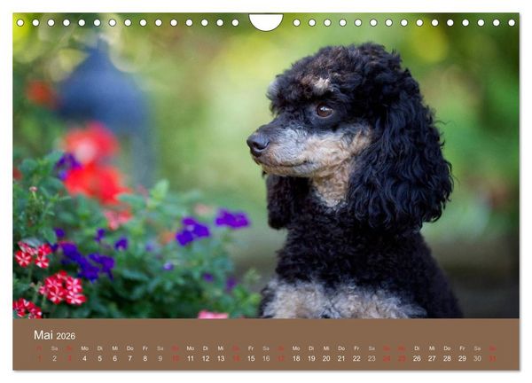 Produktbild: Pudel (Wandkalender 2026 DIN A4 quer), CALVENDO Monatskalender