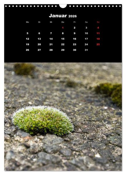 Produktbild: Die Welt der Moose. Ein Blick nach unten (Wandkalender 2026 DIN A3 hoch), CALVENDO Monatskalender