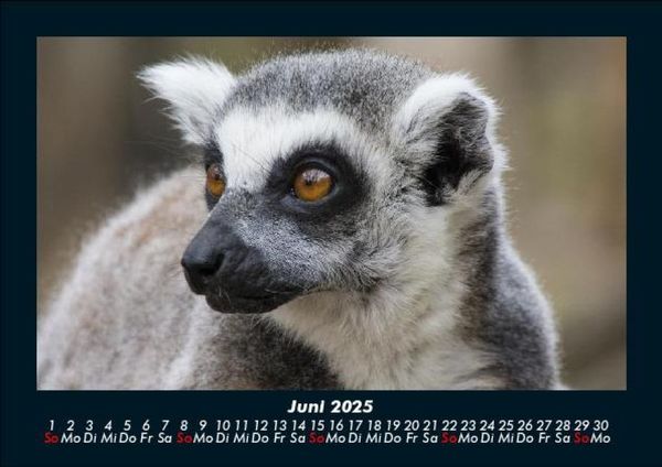 Produktbild: Der Tierkalender 2025 Fotokalender DIN A5