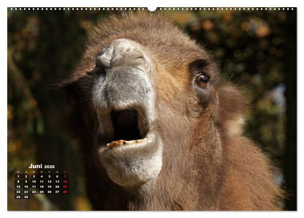 Produktbild: Kamele (hochwertiger Premium Wandkalender 2026 DIN A2 quer), Kunstdruck in Hochglanz