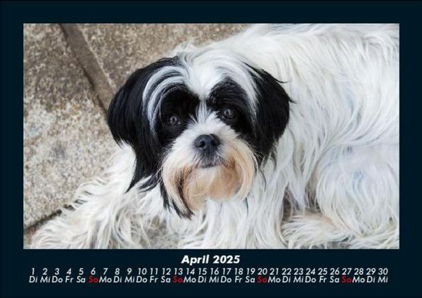 Produktbild: Hunde 2025 Fotokalender DIN A5