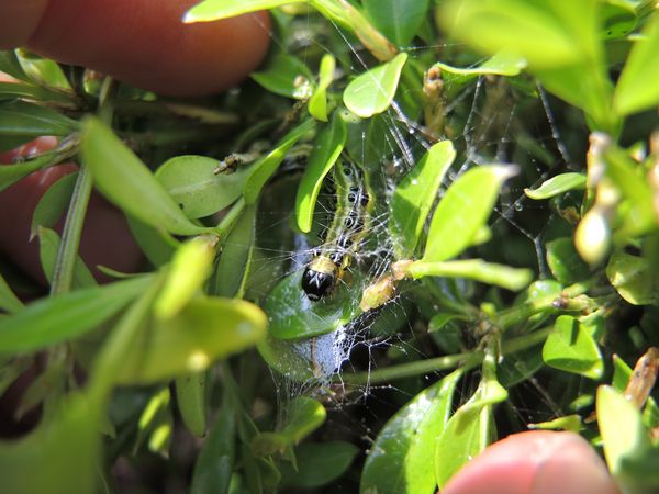 Produktbild: Handbuch Pflanzenschutz im Biogarten