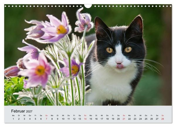 Produktbild: Katzen im Garten (Wandkalender 2027 DIN A3 quer), CALVENDO Monatskalender