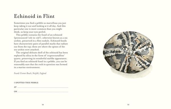 Produktbild: The Pebble Spotter's Guide - National Trust Edition