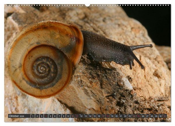 Produktbild: DIE SCHNECKEN EUROPAS (hochwertiger Premium Wandkalender 2026 DIN A2 quer), Kunstdruck in Hochglanz