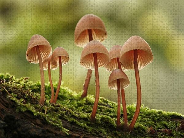 Produktbild: CALVENDO Puzzle Ein Motiv aus dem Kalender Pilze, die stillen Waldbewohner 2019 | 1000 Teile Lege-Gr&ouml;&szlig;e 64x48cm Foto-Puzzle f&uuml;r gl&uuml;ckliche Stunden