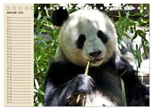 Produktbild: B&auml;ren (Tischkalender 2026 DIN A5 quer), CALVENDO Monatskalender