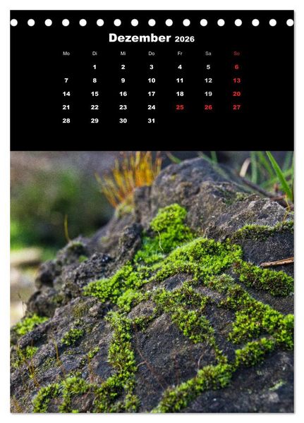 Produktbild: Die Welt der Moose. Ein Blick nach unten (Tischkalender 2026 DIN A5 hoch), CALVENDO Monatskalender