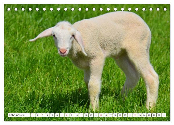 Produktbild: Nachwuchs in der Tierwelt (Tischkalender 2026 DIN A5 quer), CALVENDO Monatskalender