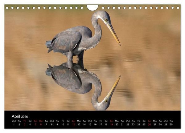 Produktbild: World of Heron (Wall Calendar 2026 DIN A4 landscape), CALVENDO 12 Month Wall Calendar