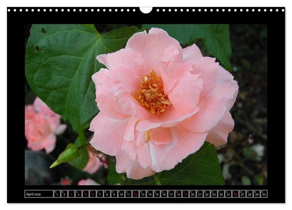 Produktbild: Im Duft der Rosen (Wandkalender 2026 DIN A3 quer), CALVENDO Monatskalender