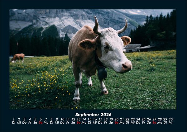Produktbild: Kuhkalender 2026 Fotokalender DIN A4