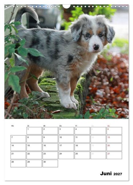 Produktbild: Australian Shepherd (Wandkalender 2027 DIN A3 hoch), CALVENDO Monatskalender