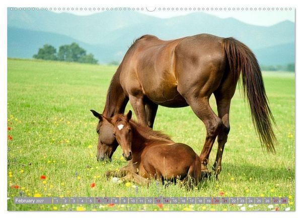 Produktbild: The Magic of Happy Foals (Wall Calendar 2027 DIN A2 landscape), CALVENDO 12 Month Wall Calendar