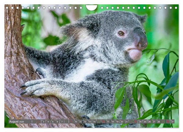 Produktbild: Koalas - Kuscheliges Symbol Australiens (Wandkalender 2026 DIN A4 quer), CALVENDO Monatskalender
