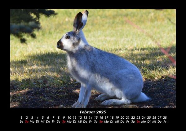 Produktbild: Waldbewohner 2025 Fotokalender DIN A3