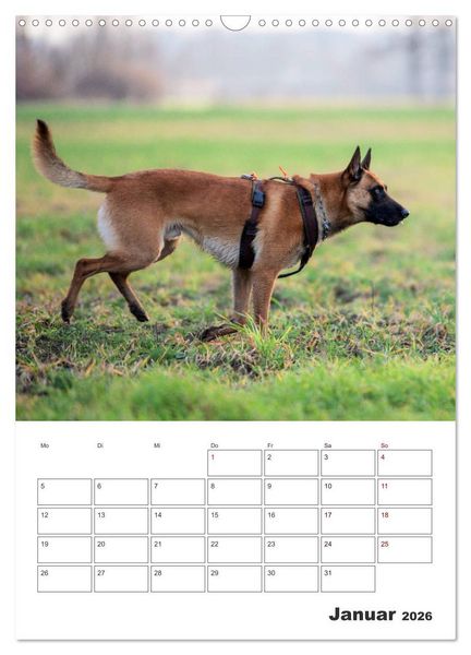 Produktbild: Malinois Power auf vier Pfoten (Wandkalender 2026 DIN A3 hoch), CALVENDO Monatskalender