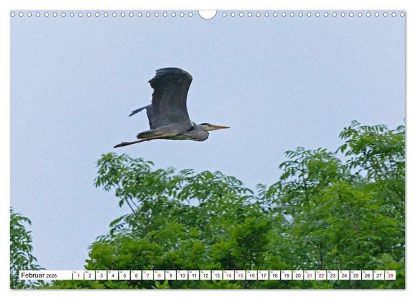 Produktbild: Angeln - Landschaft zwischen Schlei und Flensburger F&ouml;rde (Wandkalender 2026 DIN A3 quer), CALVENDO Monatskalender