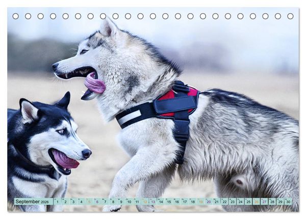 Produktbild: Huskies - Tolle Gef&auml;hrten (Tischkalender 2026 DIN A5 quer), CALVENDO Monatskalender